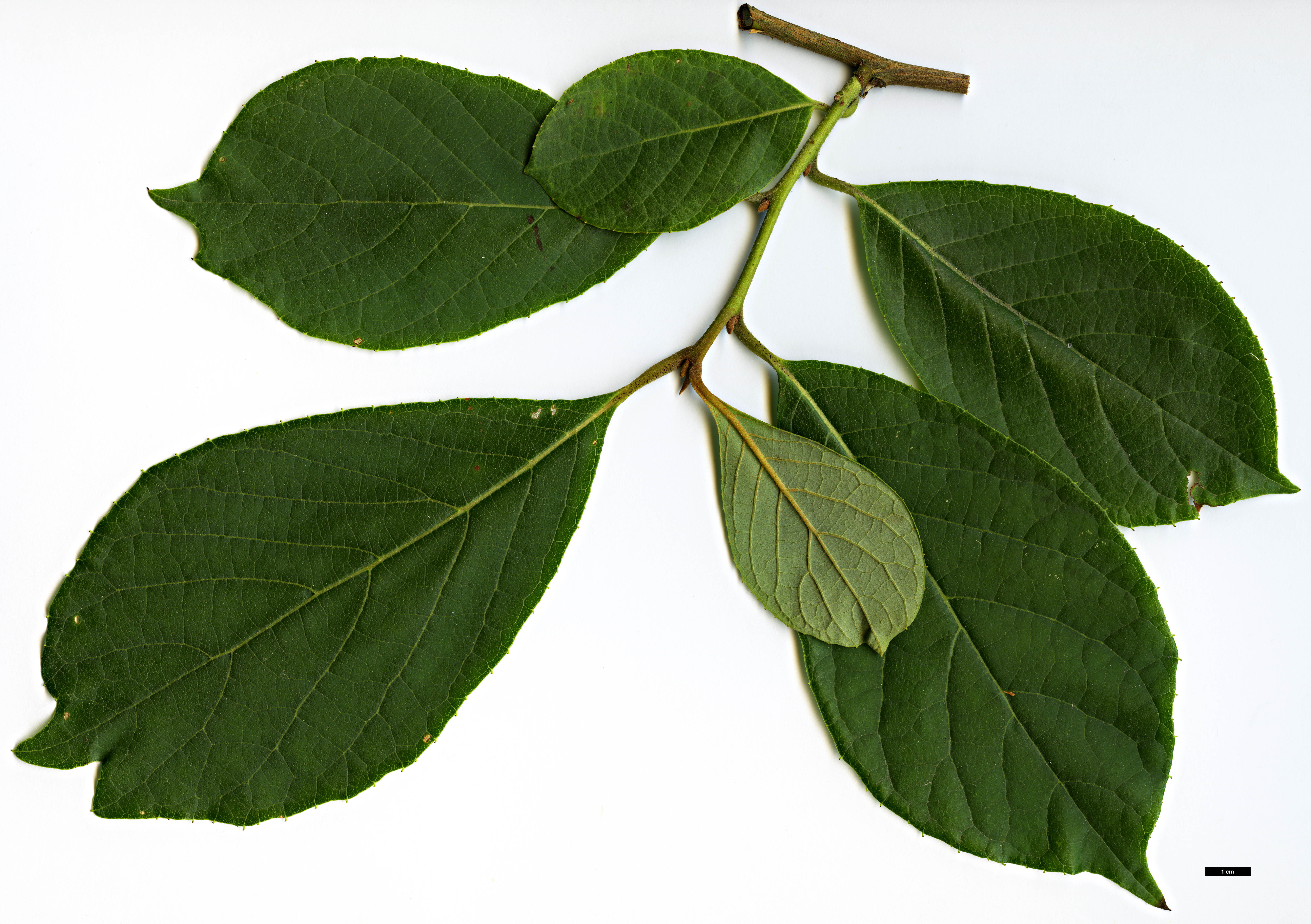 High resolution image: Family: Styracaceae - Genus: Pterostyrax - Taxon: psilophyllus